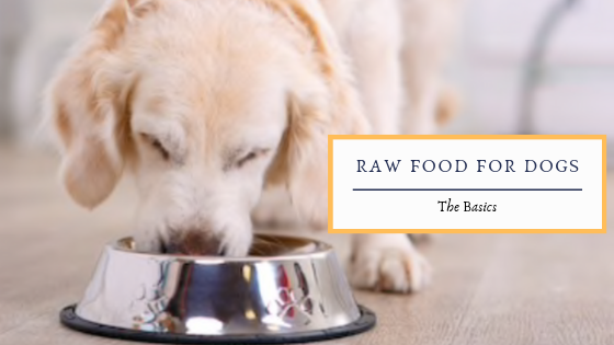 Raw Food Diet for Dogs: The Basics