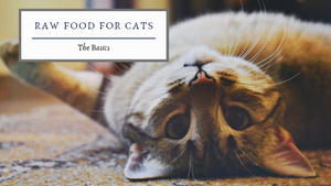 Raw Food Diet for Cats: The Basics