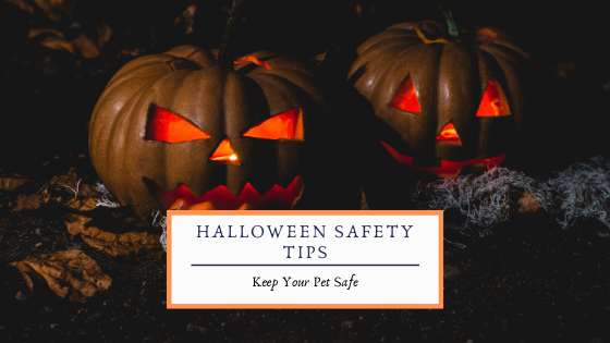 Top 7 Halloween Pet Safety Tips